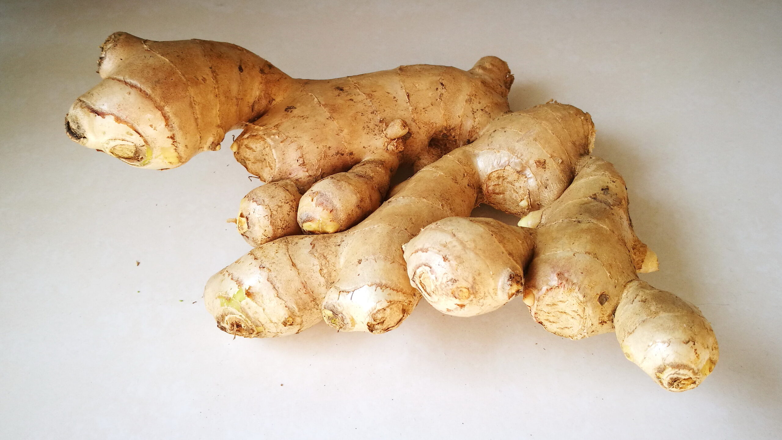 Ingwer zingiber officinale