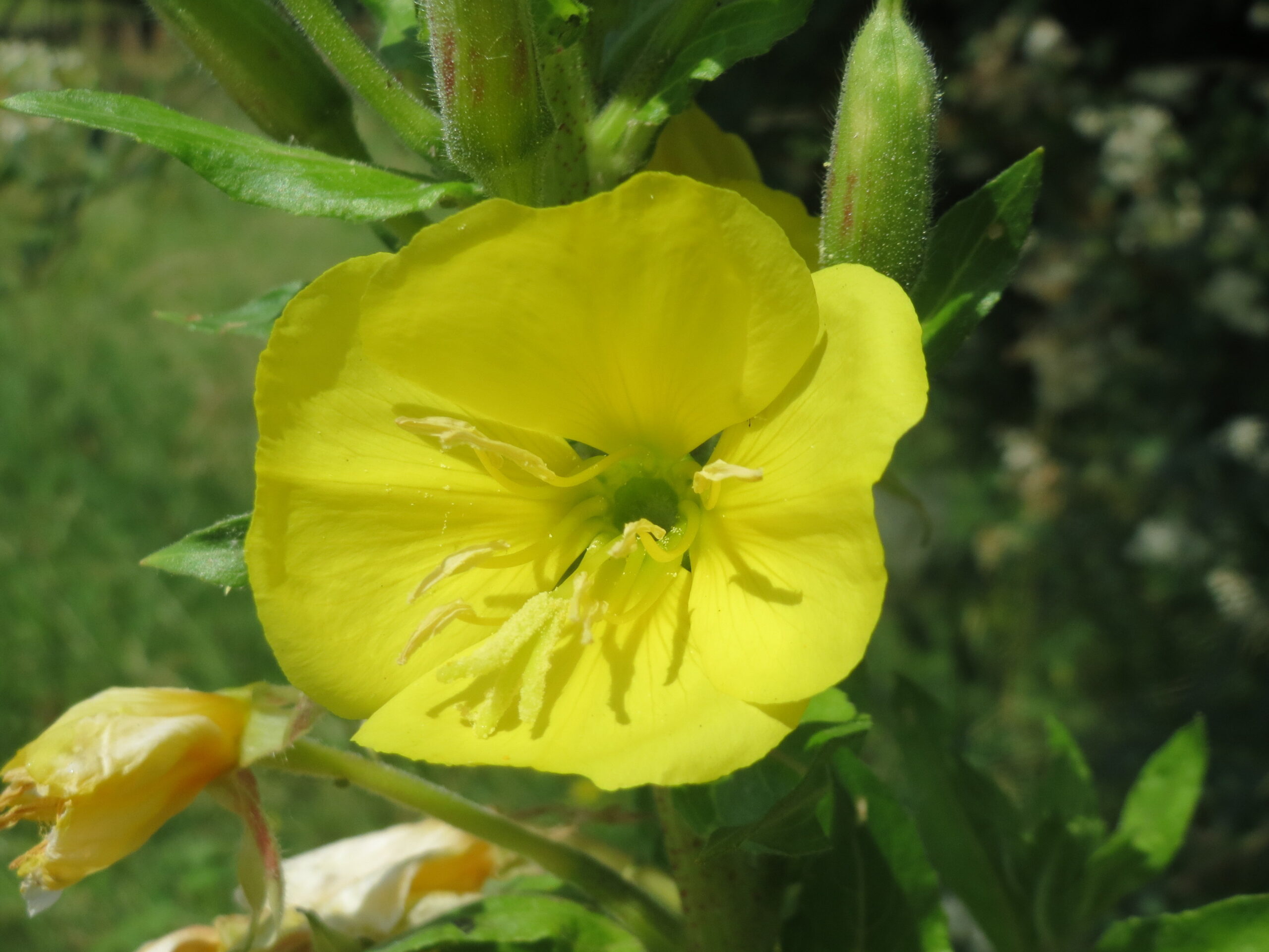 Nachtkerze Oenothera Biennis