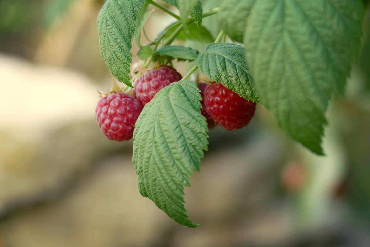 Reife Himbeeren am Zweig mit grünen Blättern